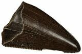 Serrated, Tyrannosaur (Nanotyrannus) Tooth - Montana #350381-1